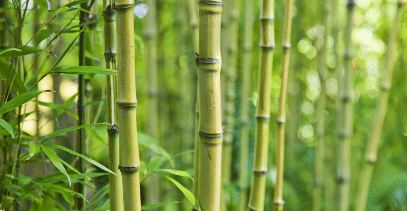 Planter du bambou